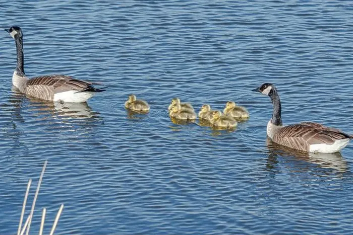 Framed Print : Newborn goslings in the springtime Framed Print : Newborn goslings in the springtime