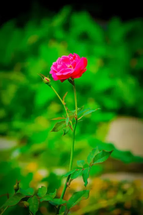 Framed Print : Nice Rose with bud, photography Framed Print : Nice Rose with bud, photography