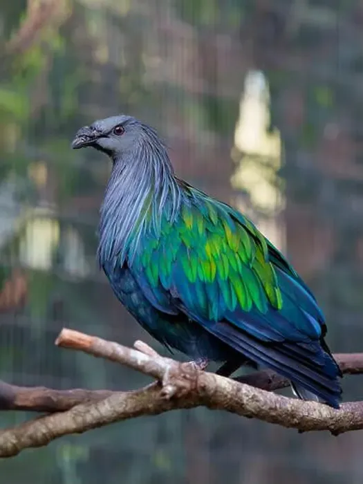 Framed Print : Nicobar pigeon or Nicobar dove. Seen in Brevard Zoo, Melbourne, FL, USA Framed Print : Nicobar pigeon or Nicobar dove. Seen in Brevard Zoo, Melbourne, FL, USA