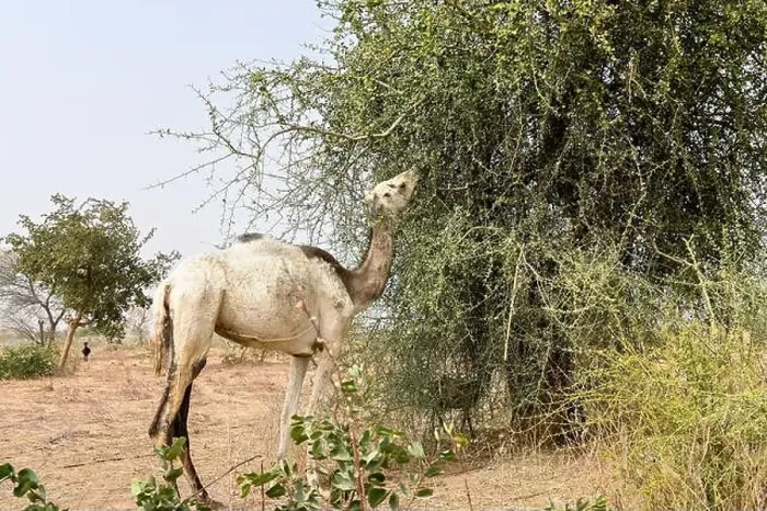 Framed Print : NIGER, Maradi, village Dan Bako, desertification, camel having leaves from thorn tree Framed Print : NIGER, Maradi, village Dan Bako, desertification, camel having leaves from thorn tree