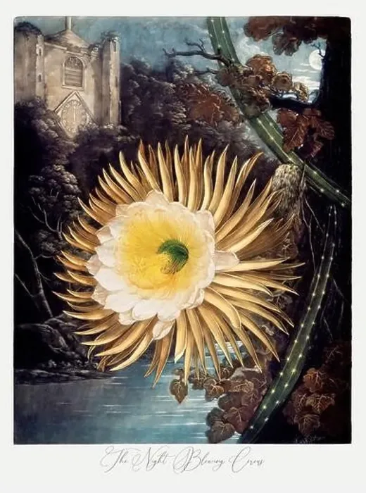 Framed Print : The Night Blowing Cereus. Antique Victorian Flower painting Framed Print : The Night Blowing Cereus. Antique Victorian Flower painting