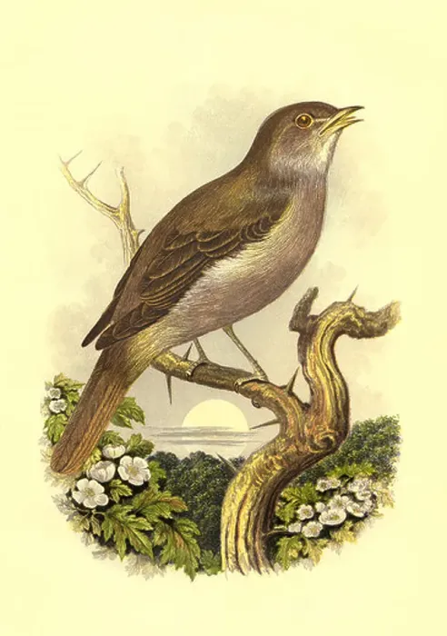 Framed Print : Nightingale Bird High resolution enhanced scan of antiquarian Victorian colour plate from 1860's Cassell's Book of Framed Print : Nightingale Bird High resolution enhanced scan of antiquarian Victorian colour plate from 1860's Cassell's Book of