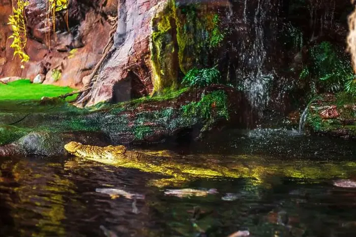 Framed Print : The Nile crocodile climbed out of the water. An aquarium aviary that imitates a natural habitat Framed Print : The Nile crocodile climbed out of the water. An aquarium aviary that imitates a natural habitat