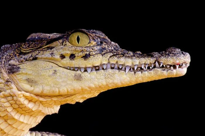 Framed Print : Nile crocodile / Crocodilus niloticus Framed Print : Nile crocodile / Crocodilus niloticus