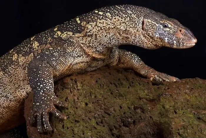 Framed Print : Nile monitor (Varanus niloticus) Framed Print : Nile monitor (Varanus niloticus)