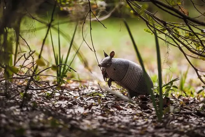 Framed Print : Nine-banded Armadillo Exploring on Big Talbot Island in Florida Framed Print : Nine-banded Armadillo Exploring on Big Talbot Island in Florida