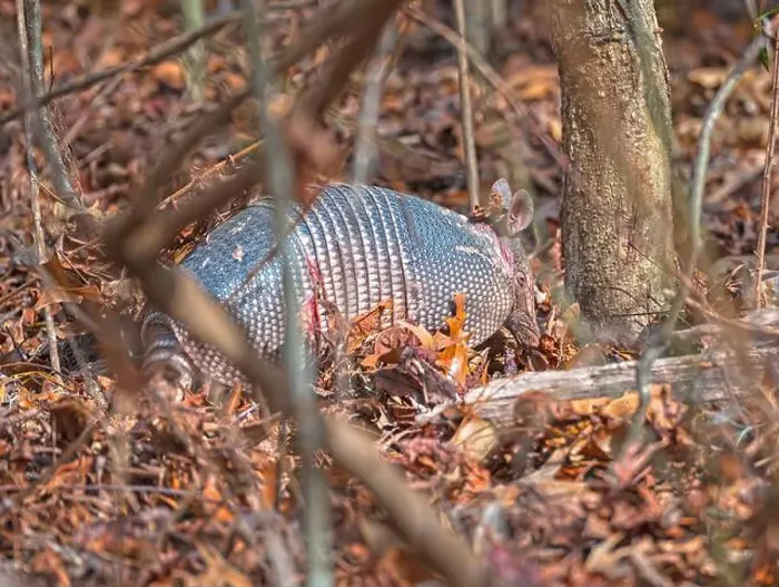 Framed Print : Nine-banded armadillo Rooting Through the Forest in the Ernest F Framed Print : Nine-banded armadillo Rooting Through the Forest in the Ernest F