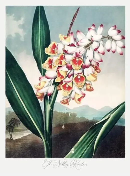 Framed Print : The Nodding Renealmia. Antique Victorian Flower painting Framed Print : The Nodding Renealmia. Antique Victorian Flower painting