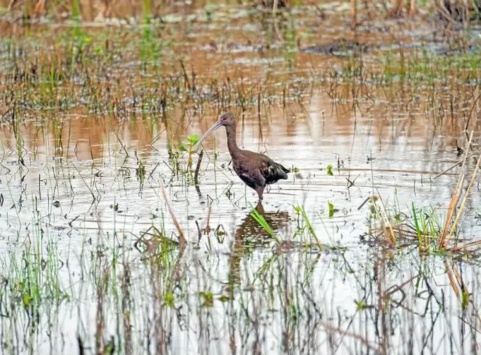 Framed Print : Non Breeding White Faced Ibis in a Wetland in Anahuac National Wildlife Refuge in Texas