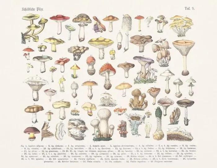 Framed Print : Non Edible Mushrooms - Psychotropic Fungi Framed Print : Non Edible Mushrooms - Psychotropic Fungi