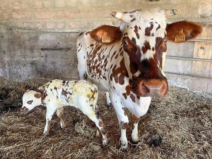 Framed Print : NORMANDY COW WITH HER NEWBORN CALF IN THE FARMER'S STABLE, SAINT-LO, MANCHE, NORMANDY, FRANCE Framed Print : NORMANDY COW WITH HER NEWBORN CALF IN THE FARMER'S STABLE, SAINT-LO, MANCHE, NORMANDY, FRANCE