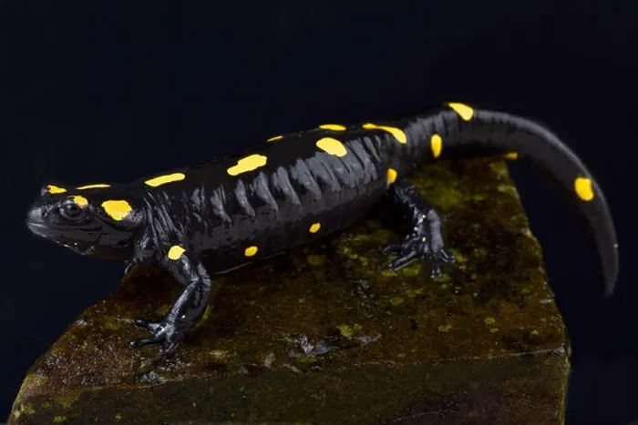 Framed Print : North African fire salamander, Salamandra algira tingitana Framed Print : North African fire salamander, Salamandra algira tingitana