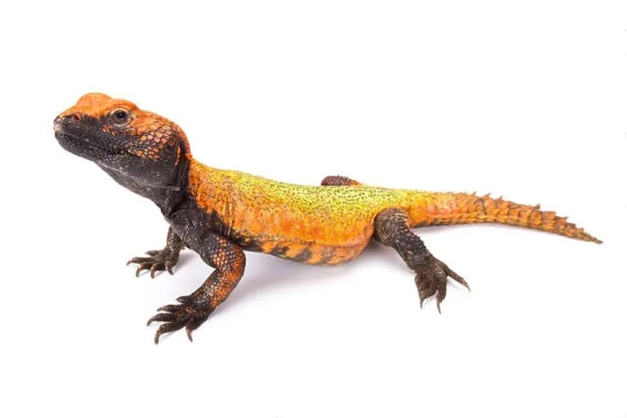 Framed Print : North African Spiny-tailed Lizard (Uromastyx acanthinura) Framed Print : North African Spiny-tailed Lizard (Uromastyx acanthinura)