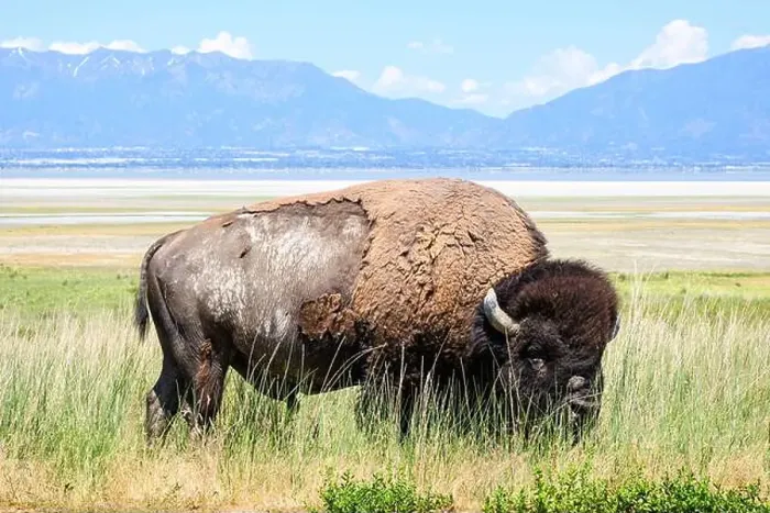 Framed Print : North American bull Bison in grass on Antelope Isalnd on hot spring day with Wasatch Range mountains in background