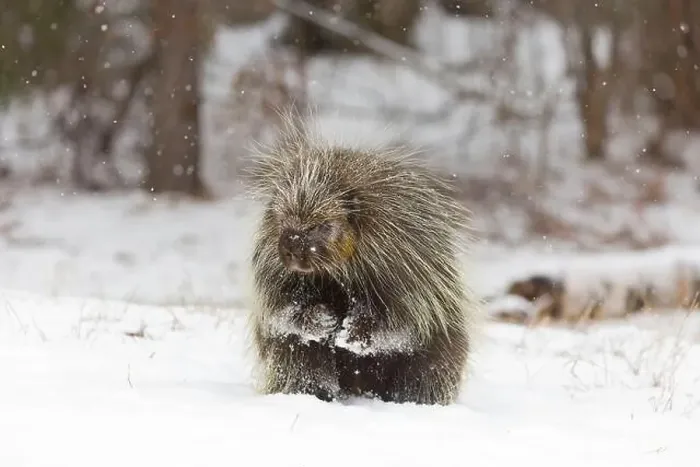 Framed Print : North American porcupine Erethizon dorsatum, adult male standing on snow, Montana, USA, March Framed Print : North American porcupine Erethizon dorsatum, adult male standing on snow, Montana, USA, March