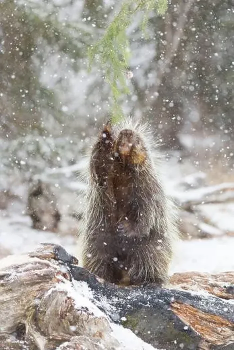 Framed Print : North American porcupine Erethizon dorsatum, adult male reaching for pine during snowfall, Montana, USA, March Framed Print : North American porcupine Erethizon dorsatum, adult male reaching for pine during snowfall, Montana, USA, March