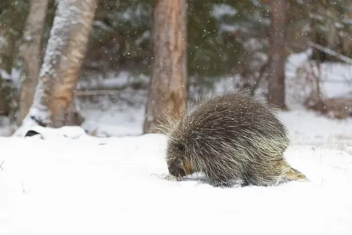 Framed Print : North American porcupine Erethizon dorsatum, adult male standing on snow, sniffing grass, Montana, USA, March Framed Print : North American porcupine Erethizon dorsatum, adult male standing on snow, sniffing grass, Montana, USA, March
