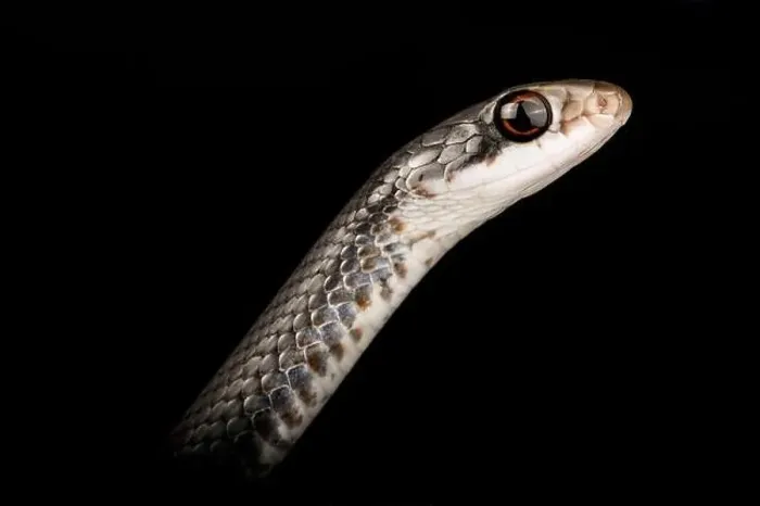 Framed Print : North American racer (Coluber constrictor) Framed Print : North American racer (Coluber constrictor)