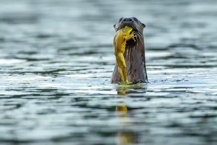 Framed Print : North american river otter (Lontra canadensis) eating a bull frog (Lithobates catesbeianus) Framed Print : North american river otter (Lontra canadensis) eating a bull frog (Lithobates catesbeianus)