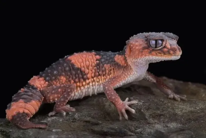Framed Print : Northern banded rough knob-tailed gecko (Nephrurus wheeleri cinctus)