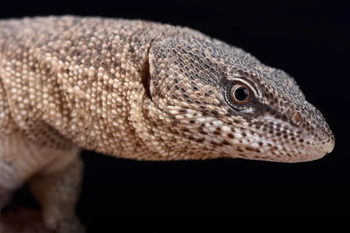 Framed Print : Northern Blunt-spined Monitor (Varanus primordius) Framed Print : Northern Blunt-spined Monitor (Varanus primordius)