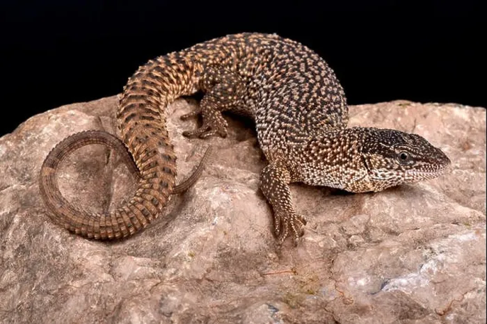 Framed Print : Northern Blunt-spined Monitor, Varanus primordius Framed Print : Northern Blunt-spined Monitor, Varanus primordius