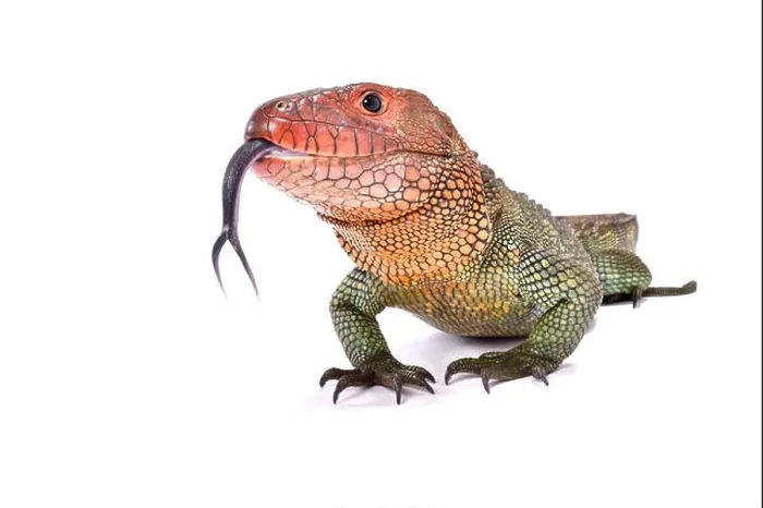 Framed Print : Northern caiman lizard, Dracaena guianensis Framed Print : Northern caiman lizard, Dracaena guianensis