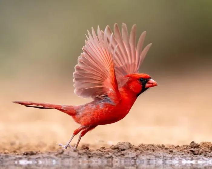 Framed Print : Northern Cardinal (Cardinalis cardinalis) Framed Print : Northern Cardinal (Cardinalis cardinalis)