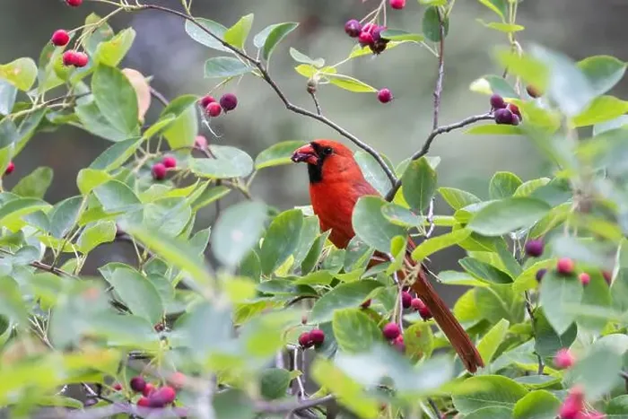 Framed Print : northern cardinal (Cardinalis cardinalis) eating juneberry Framed Print : northern cardinal (Cardinalis cardinalis) eating juneberry