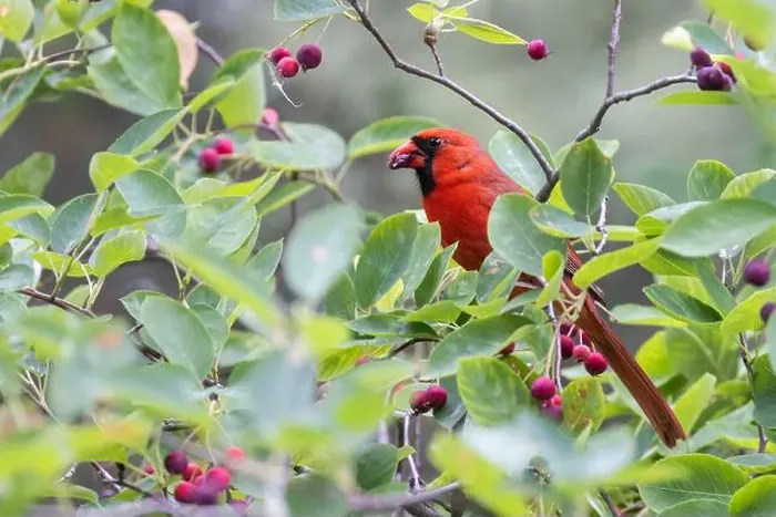 Framed Print : northern cardinal (Cardinalis cardinalis) eating juneberry Framed Print : northern cardinal (Cardinalis cardinalis) eating juneberry