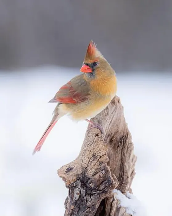 Framed Print : Northern Cardinal - Cardinalis cardinalis female perched on a snow covered branch in winter Framed Print : Northern Cardinal - Cardinalis cardinalis female perched on a snow covered branch in winter
