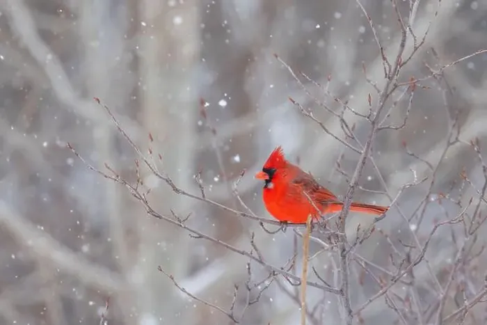 Framed Print : northern cardinal (Cardinalis cardinalis) in winter storm