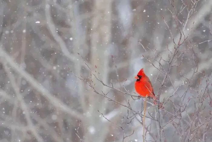 Framed Print : northern cardinal (Cardinalis cardinalis) in winter storm