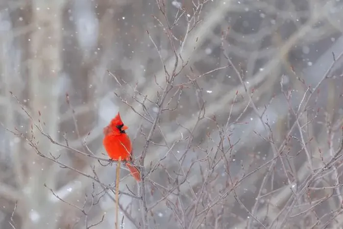 Framed Print : northern cardinal (Cardinalis cardinalis) in winter storm Framed Print : northern cardinal (Cardinalis cardinalis) in winter storm