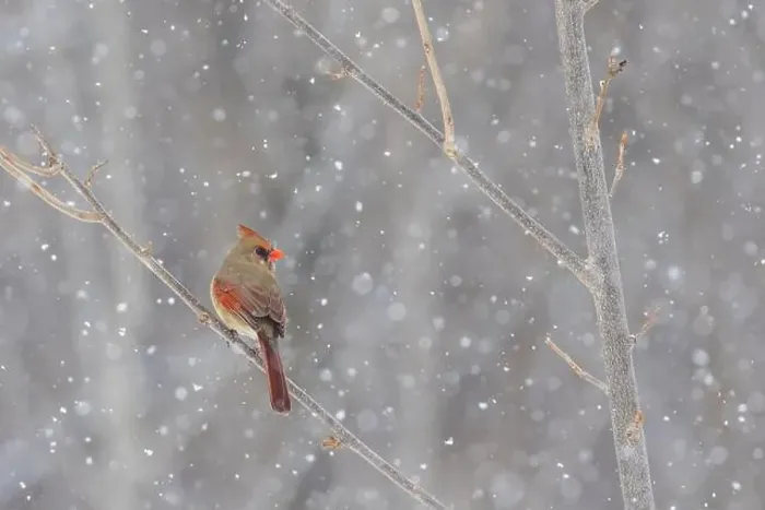 Framed Print : northern cardinal (Cardinalis cardinalis) in winter storm
