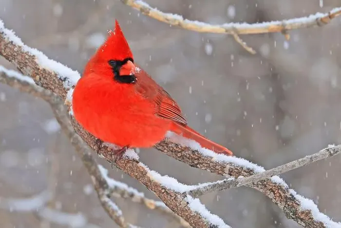 Framed Print : Northern Cardinal male sitting on a snowy tree branch in winter, Quebec, Canada Framed Print : Northern Cardinal male sitting on a snowy tree branch in winter, Quebec, Canada