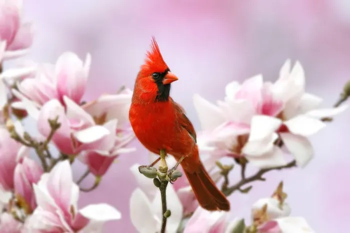 Framed Print : Northern Cardinal Perched in Magnolia Tree Blossoms Framed Print : Northern Cardinal Perched in Magnolia Tree Blossoms