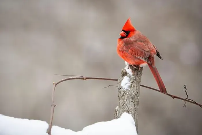 Framed Print : Northern Cardinal resting on a perch during winter Framed Print : Northern Cardinal resting on a perch during winter