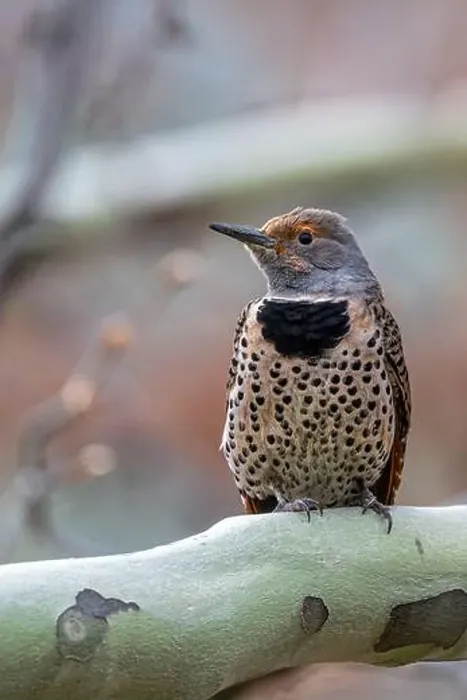Framed Print : Northern or Common Flicker (Colaptes auratus) Framed Print : Northern or Common Flicker (Colaptes auratus)