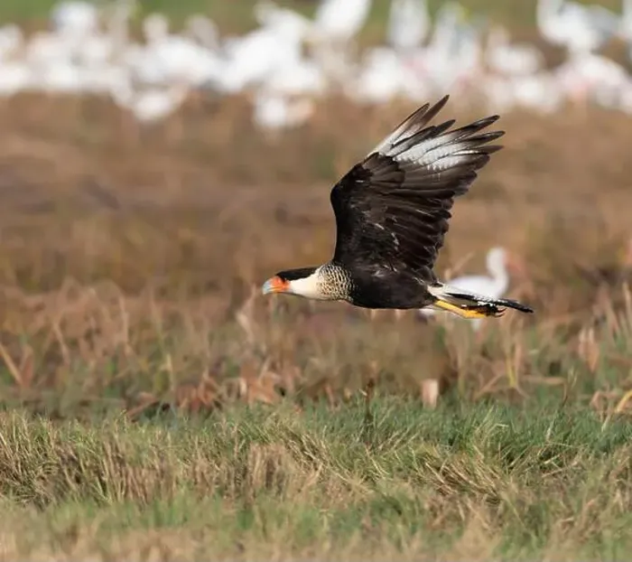 Framed Print : Northern crested caracara (Caracara cheriway) flying over tidal marsh Galveston, Texas, USA Framed Print : Northern crested caracara (Caracara cheriway) flying over tidal marsh Galveston, Texas, USA