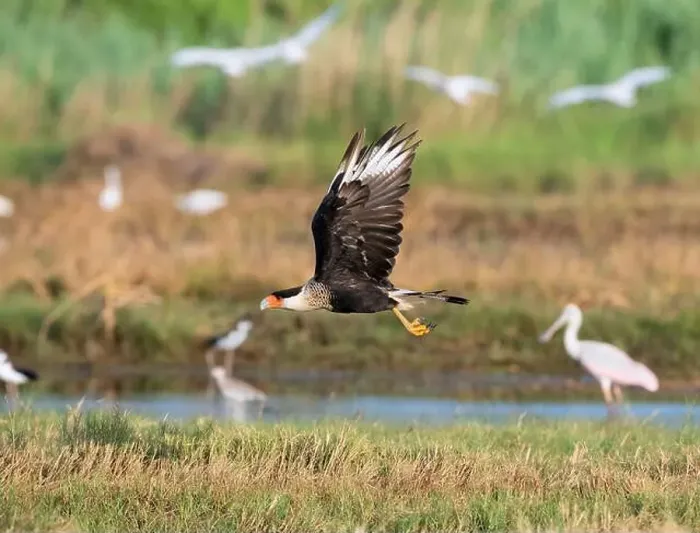 Framed Print : Northern crested caracara (Caracara cheriway) flying over tidal marsh Galveston, Texas, USA Framed Print : Northern crested caracara (Caracara cheriway) flying over tidal marsh Galveston, Texas, USA