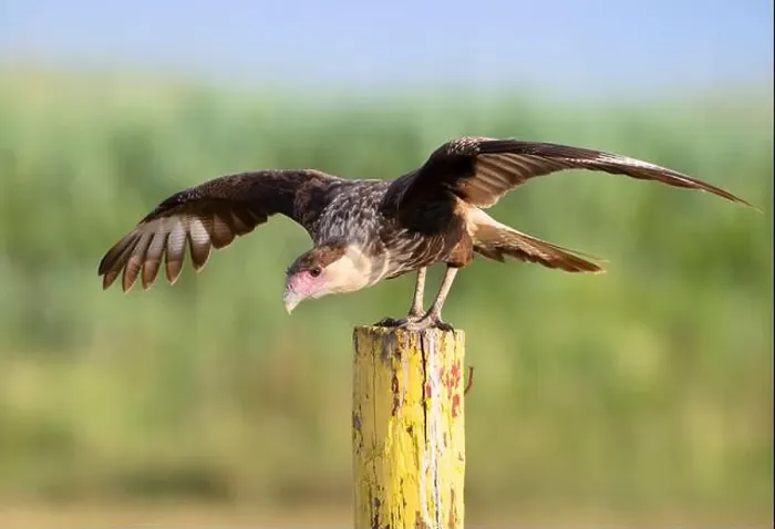 Framed Print : Northern crested caracara (Caracara cheriway) jumping in flight, Galveston, Texas, USA Framed Print : Northern crested caracara (Caracara cheriway) jumping in flight, Galveston, Texas, USA