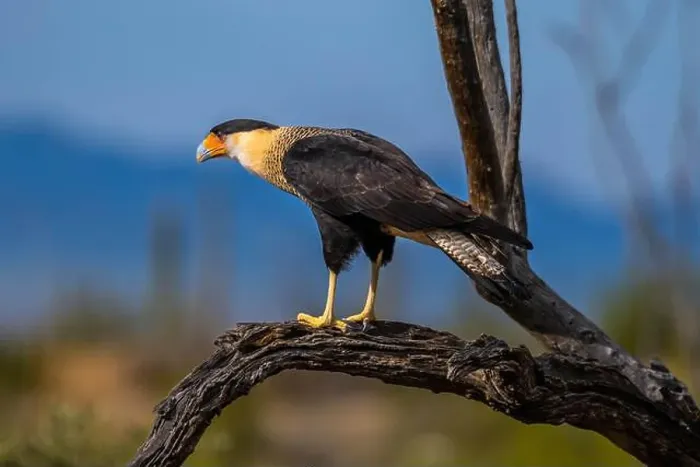 Framed Print : A Northern Crested Caracara in Tucson, Arizona Framed Print : A Northern Crested Caracara in Tucson, Arizona