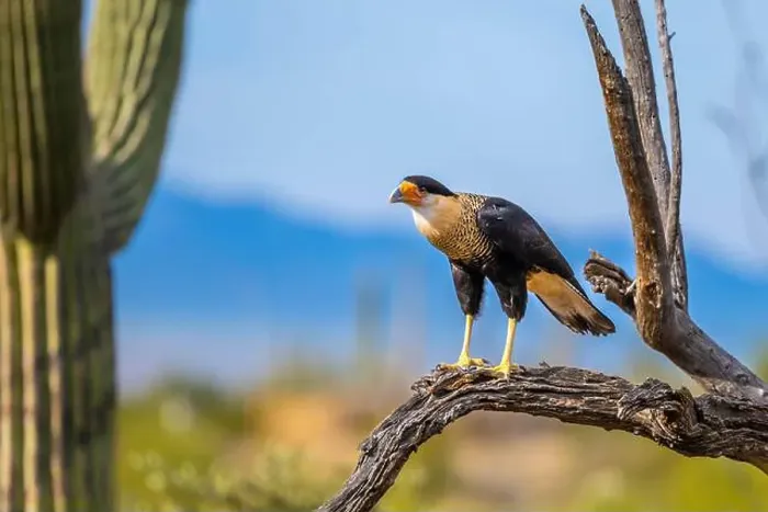 Framed Print : A Northern Crested Caracara in Tucson, Arizona Framed Print : A Northern Crested Caracara in Tucson, Arizona