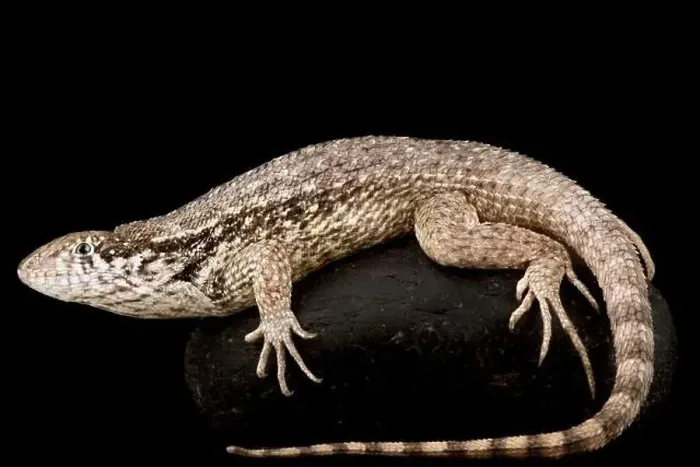 Framed Print : Northern curly-tailed lizard (Leiocephalus carinatus) Framed Print : Northern curly-tailed lizard (Leiocephalus carinatus)