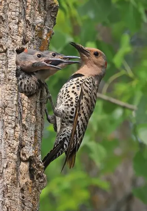 Framed Print : Northern Flicker family portrait on the green background, the mother feeding babies in the nest, Quebec, Canada Framed Print : Northern Flicker family portrait on the green background, the mother feeding babies in the nest, Quebec, Canada