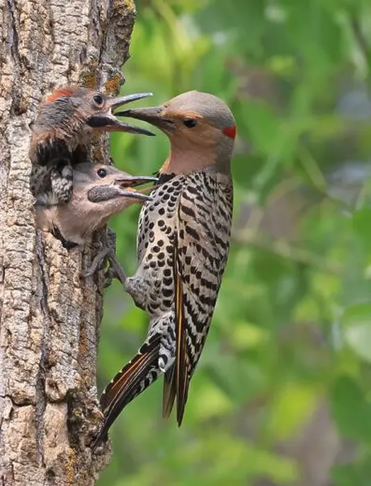 Framed Print : Northern Flicker family portrait on the green background, the mother feeding babies in the nest, Quebec, Canada