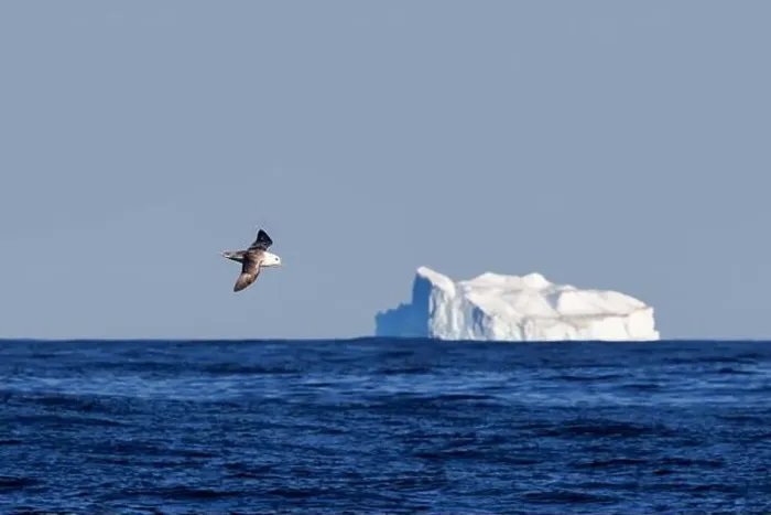Framed Print : A northern fulmar, Fulmarus glacialis Framed Print : A northern fulmar, Fulmarus glacialis