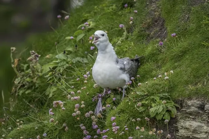 Framed Print : Northern fulmar, Fulmarus glacialis, Westray, Orkney Islands, Scotland, Great Britain Framed Print : Northern fulmar, Fulmarus glacialis, Westray, Orkney Islands, Scotland, Great Britain