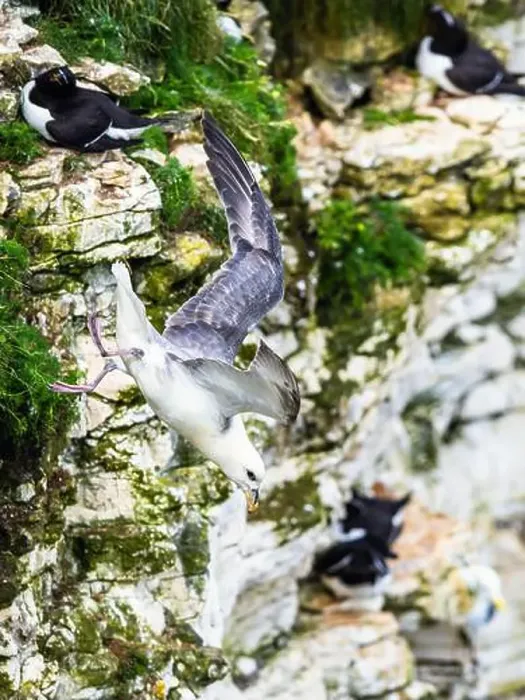 Framed Print : Northern Fulmar, Fulmarus glacialis, bird in flight over sea and cliffs, Bempton Cliffs, North Yorkshire, England Framed Print : Northern Fulmar, Fulmarus glacialis, bird in flight over sea and cliffs, Bempton Cliffs, North Yorkshire, England